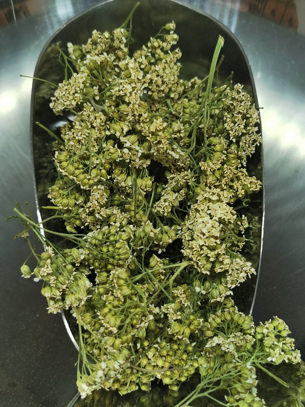 Achillée Millefeuille BIO