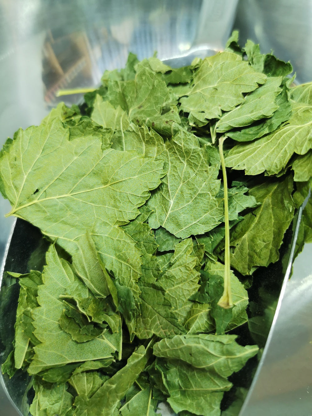 Cassissier feuilles BIO