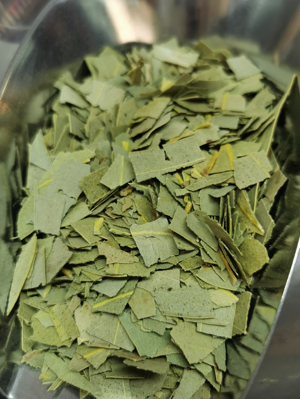 Eucalyptus globuleux Feuille coupee BIO