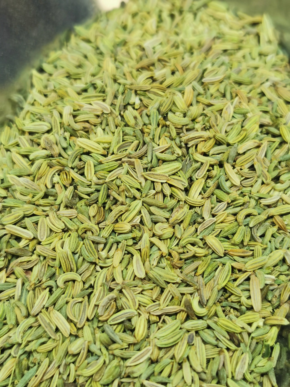 Fenouil semences BIO