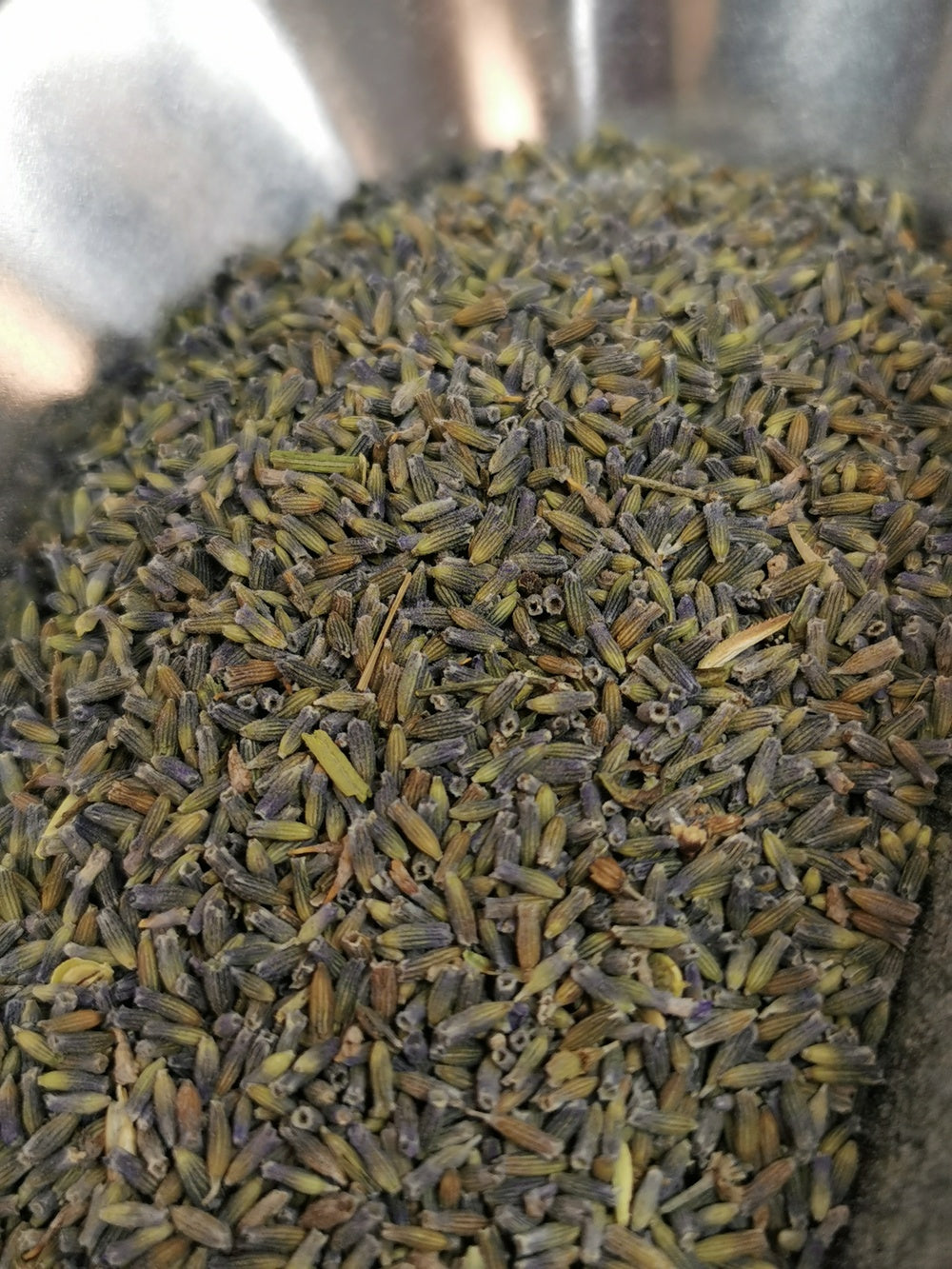 Lavande officinale BIO