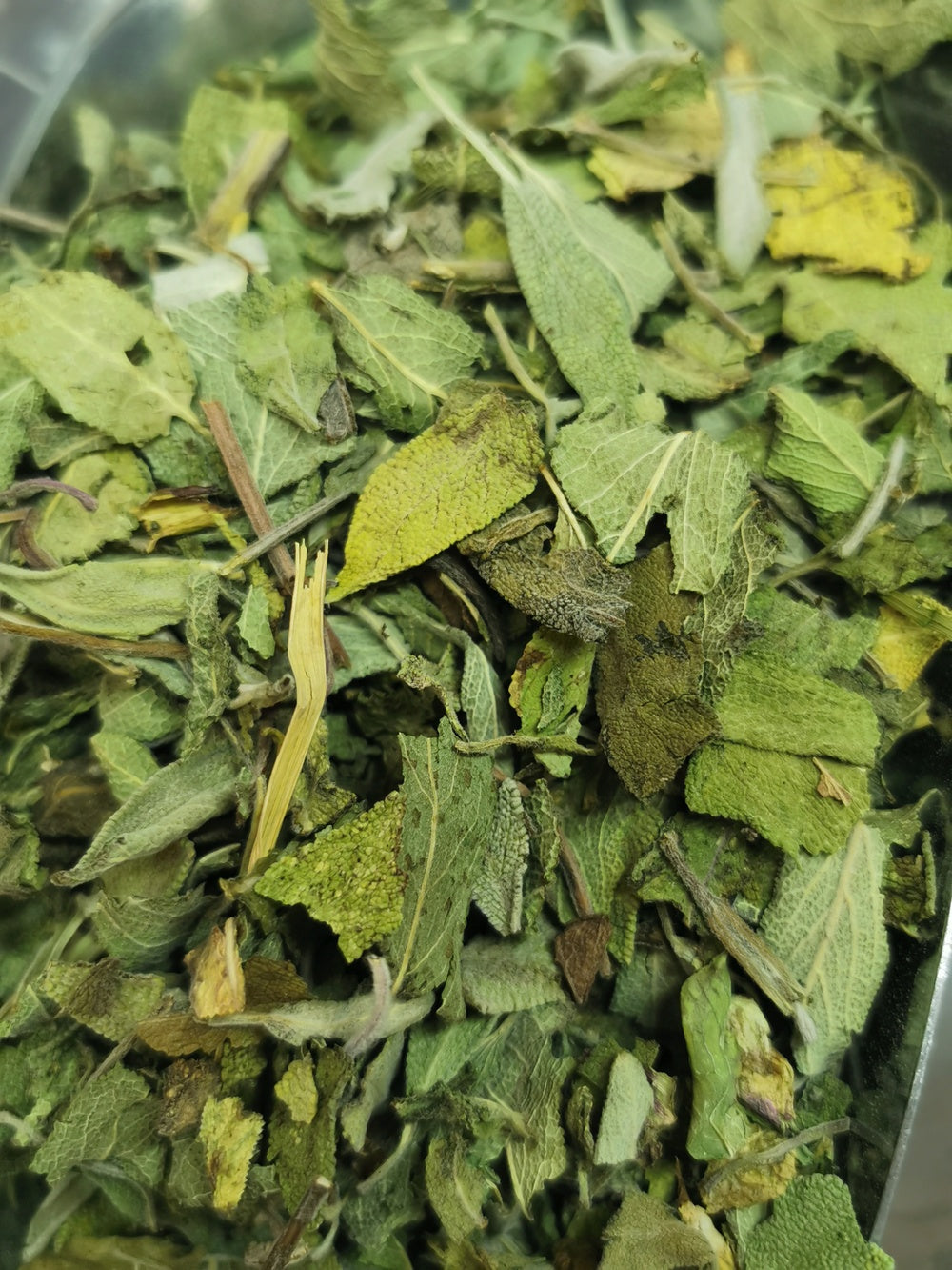 Sauge officinale BIO