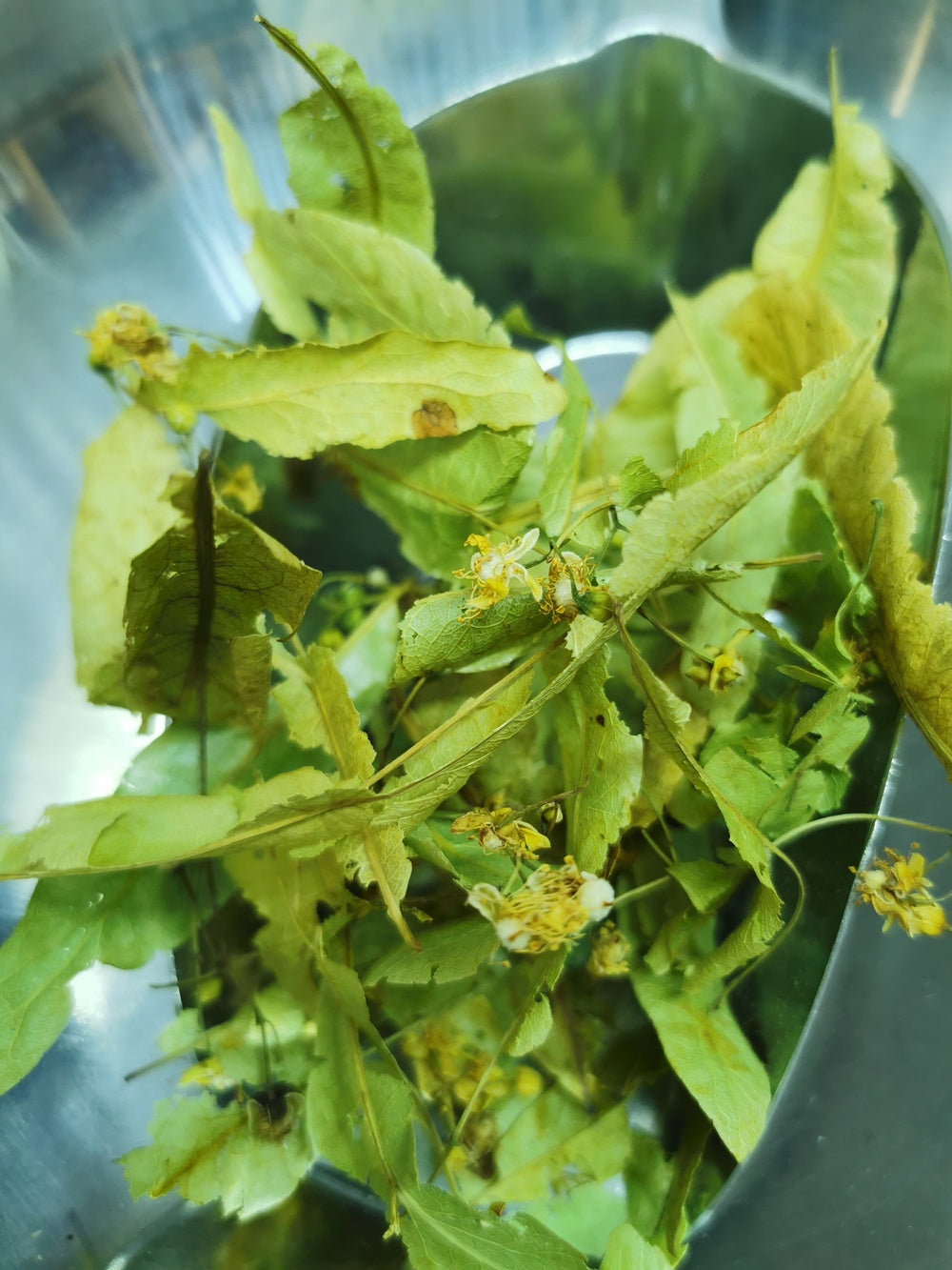 Tilleul bractées BIO