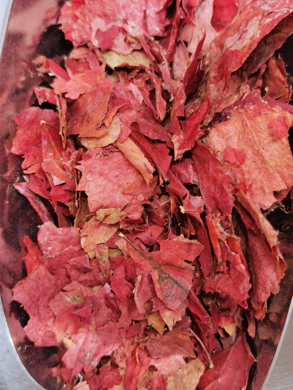 Vigne rouge BIO
