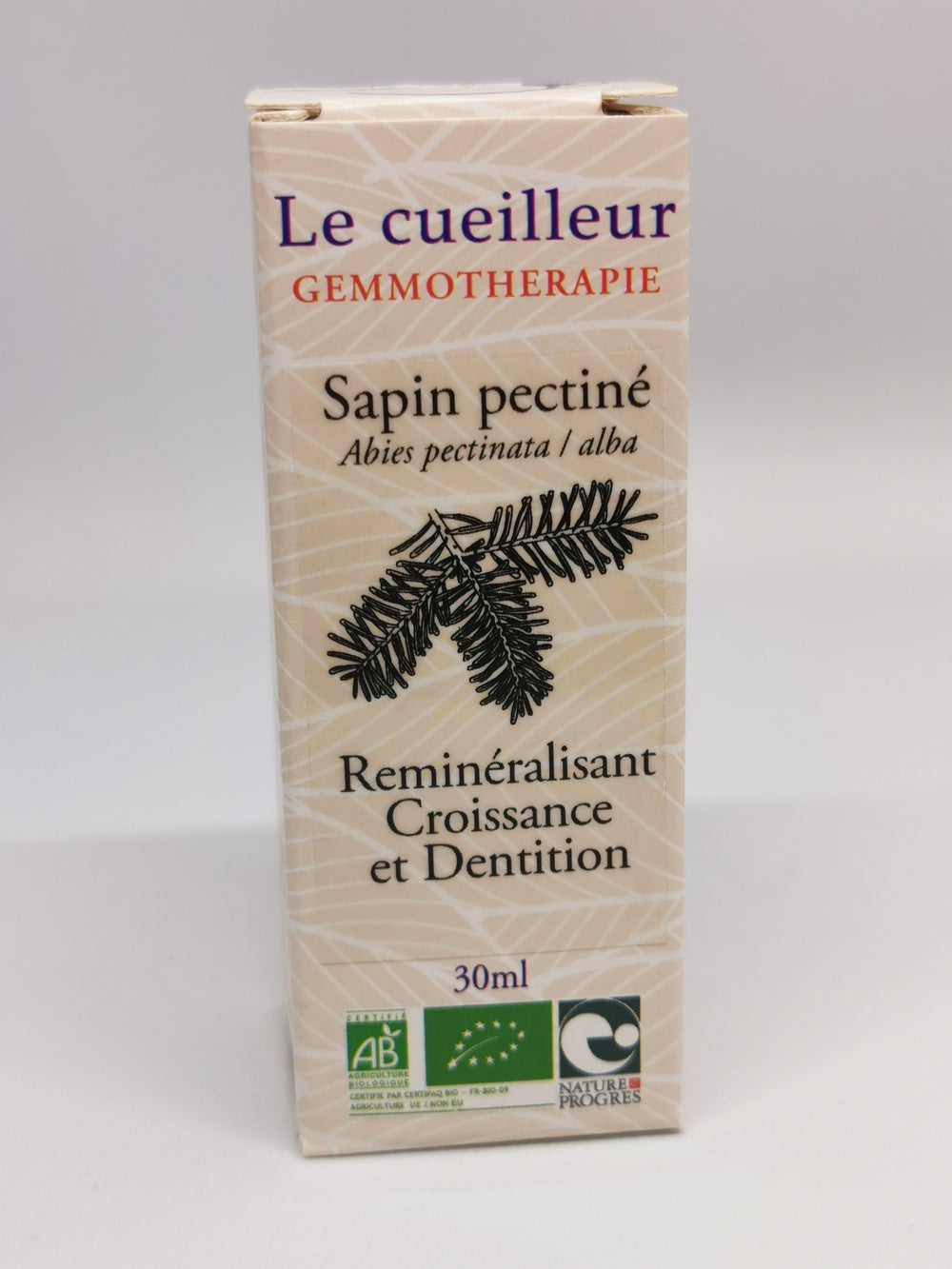 Sapin pectiné (Le Cueilleur)