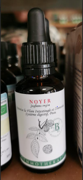 Gemmotherapie / Bourgeons Noyer