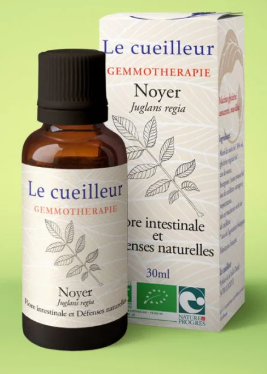 Gemmotherapie / Bourgeons Noyer