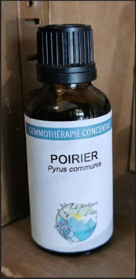 Gemmotherapie / Bourgeons Poirier
